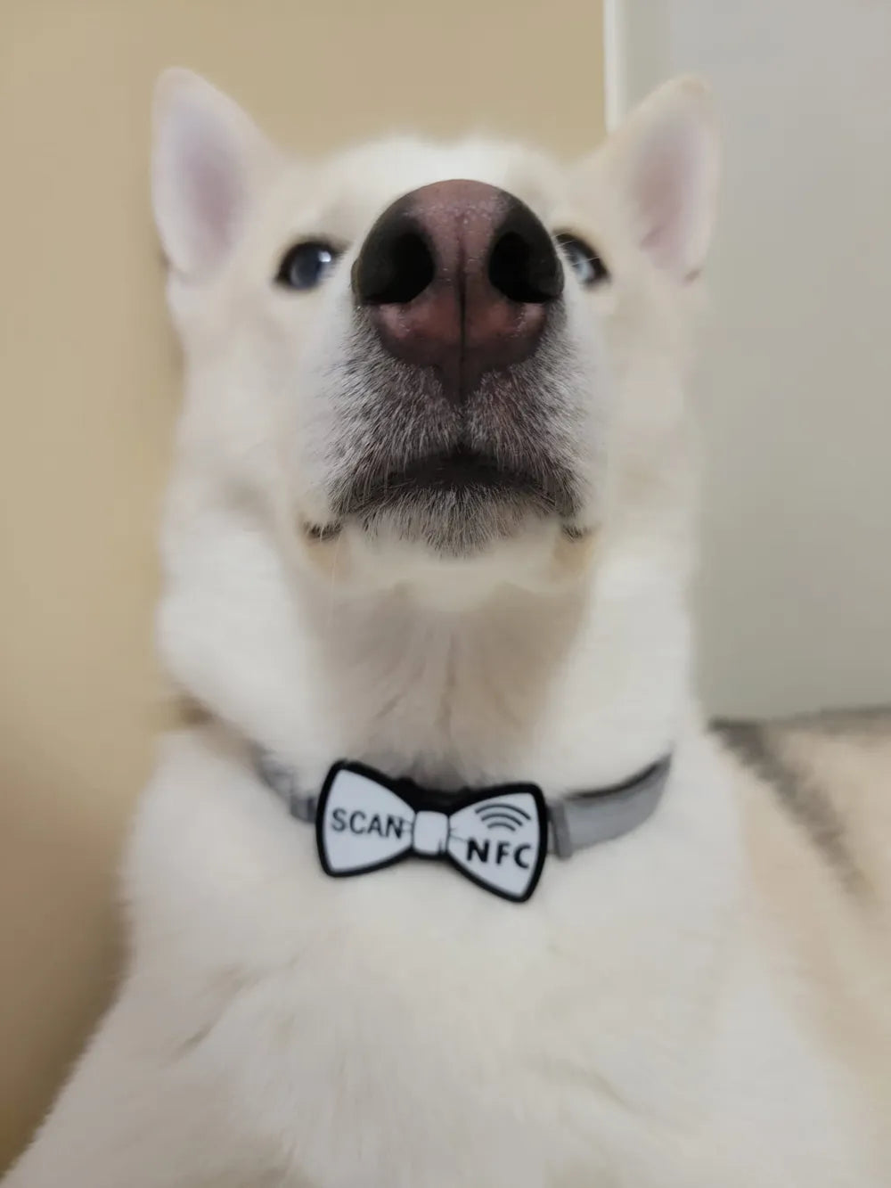Smart NFC dog collar tag bowtie novelty pet gift UK